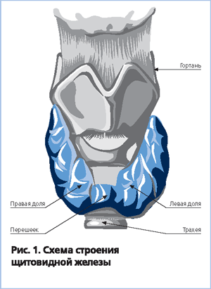 Щитовидная железа