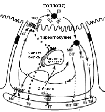 Схема синтеза и секреции тиреоидных гормонов в фолликулярных клетках